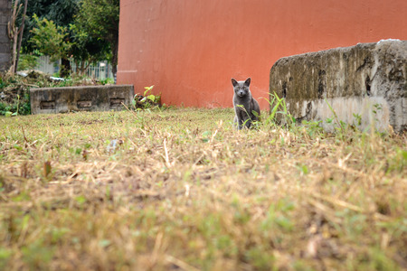 gray cat in the parkの写真素材