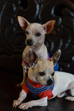 cute chihuahua puppies dressed in a lot of colorの写真素材