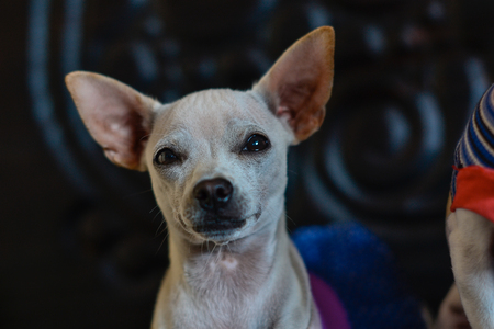 cute chihuahua puppies dressed in a lot of colorの写真素材