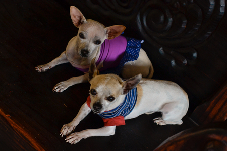 cute chihuahua puppies dressed in a lot of colorの写真素材