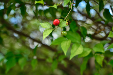 close shot of a red cherryの写真素材