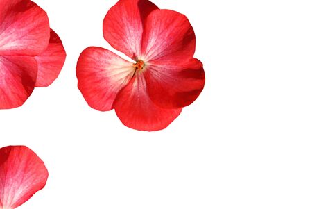 Red flowers with the pattern on the wallpaperの写真素材