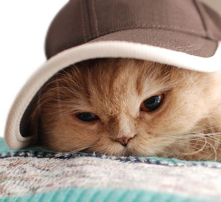 Close-up cat wears a hatの写真素材