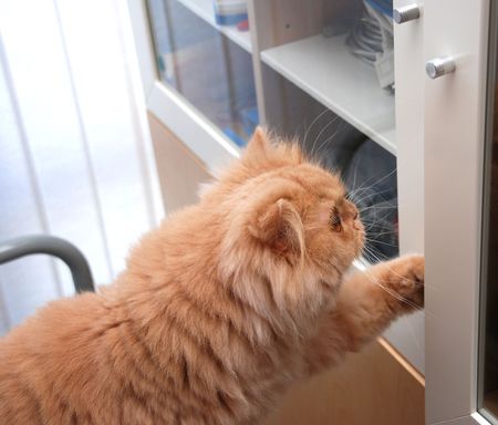 Cat is looking for her toy の写真素材