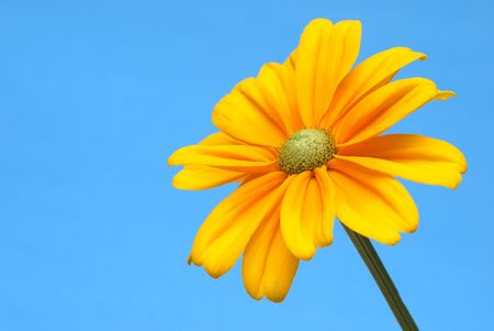 Isolated Sunflower on blue backgroundの写真素材