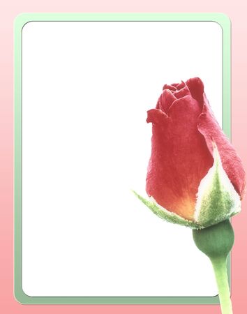 Rose letter paper の写真素材