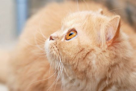 Close up persian catの写真素材