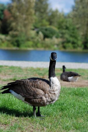 Canadian goose の写真素材