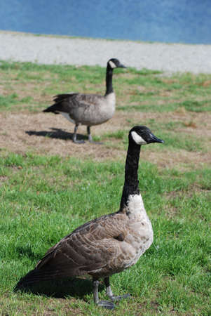 Canadian goose の写真素材