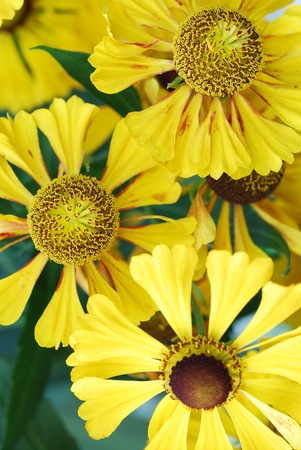 Flowers Garden 