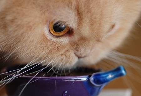 Macro persian cat drinks waterの写真素材
