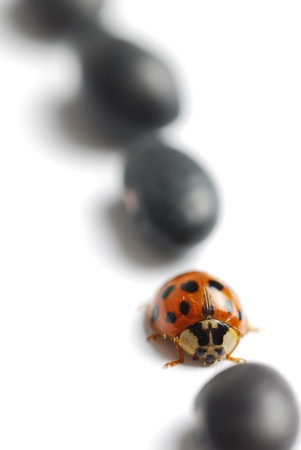 Ladybug and cooking bean in a lineの写真素材