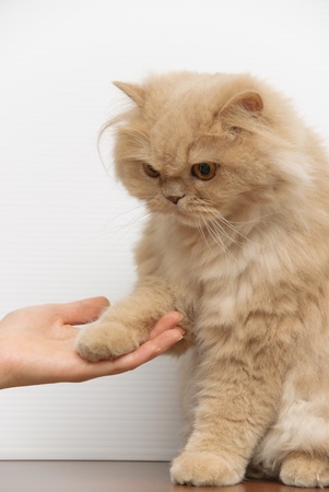 Cat shake hand with peopleの写真素材