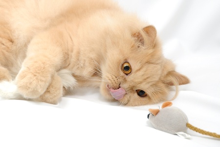 Playing persian want to eat mouseの写真素材