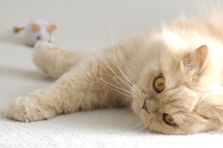 Relaxing persian cat and her toy mouseの写真素材