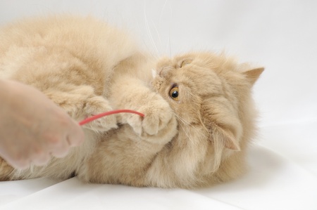 Playing persian cat; shoot in photo studioの写真素材