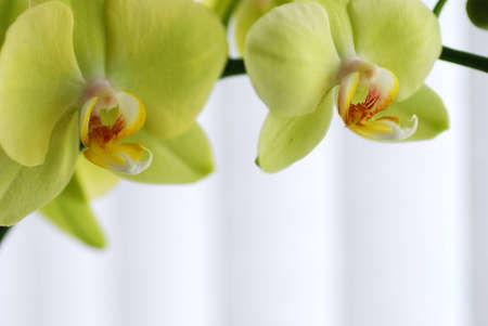 Macro green orchidの写真素材