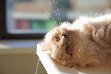 Macro persian cat lay down on tableの写真素材