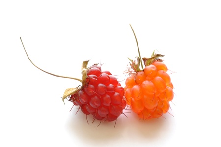 Ripe red and orange wild raspberries on white background