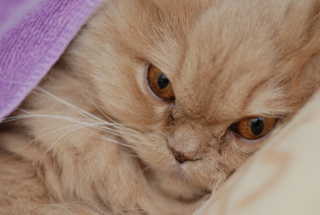 Close up sleeping persian catの写真素材