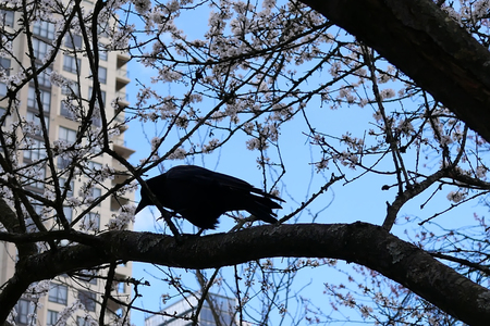 Motion of crow standing on tree and blowing tree leaf against blue cloudy sky