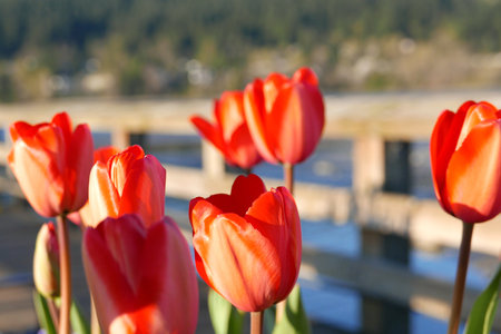 Close-up tulips on the bridge at Rocky Point Park in Port Moody