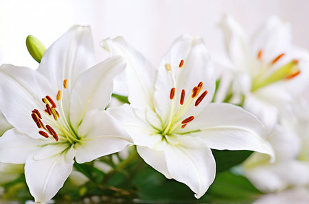 Gentle Elegance: Beautiful White Lilies on a Light Background, a Symbol of Grace and Serenity. Generative AI.の素材