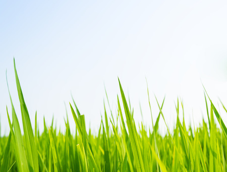 fresh spring green grassの写真素材