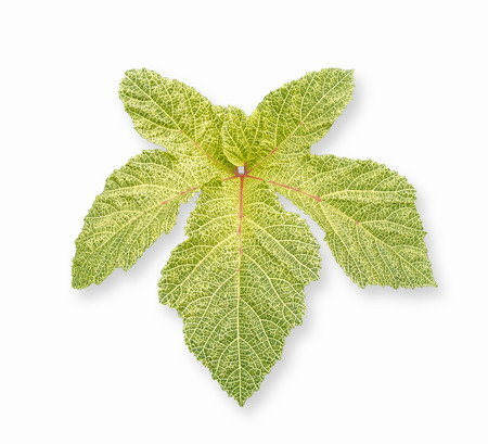 Okra,Abelmoschus Esculentus leaf isolated on white background with clipping path