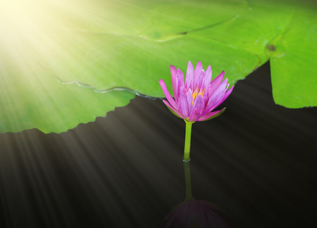 beautiful single violet water lily lotus flowerの写真素材