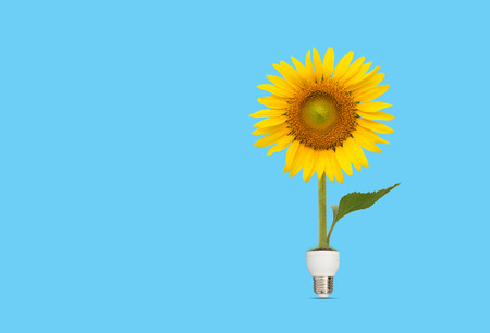 Bulb with beautiful sunflower on blue background,eco energy conceptの写真素材