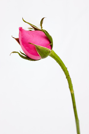 Pink rose on white backgroundの写真素材