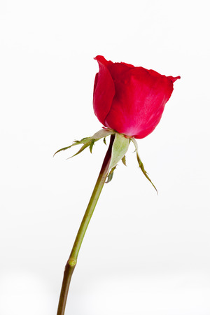 Red rose on white background.の写真素材