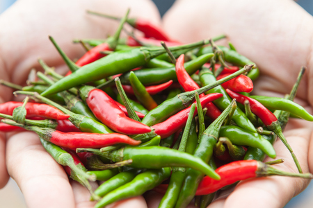 Lot of small chili peppers in a woman hands.の写真素材