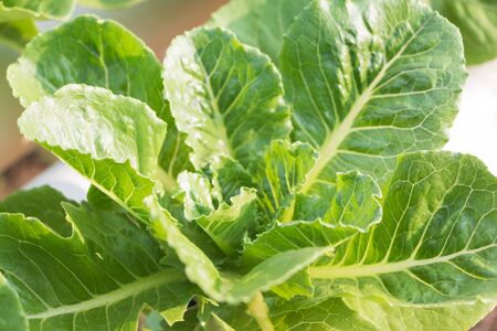 Green cos lettuce  Butter head hydroponics vegetable farm.