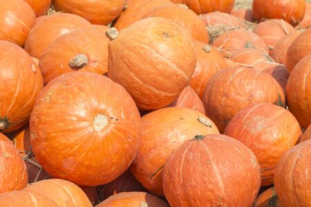 Pumpkin patch in a field of straw.の写真素材