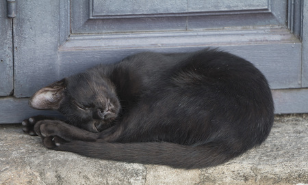 Black cat asleepの写真素材