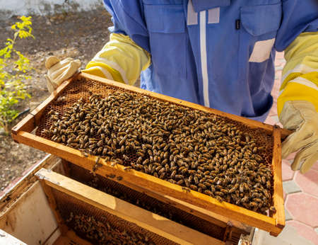 Farmer holding beehive frame with honeycomb and bees.の写真素材