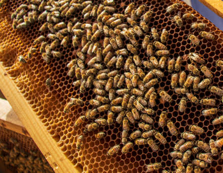 Closeup shot of honeycomb and bees.の写真素材