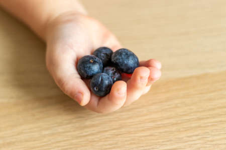 Close up shot of a baby's hand holding blueberriesの写真素材