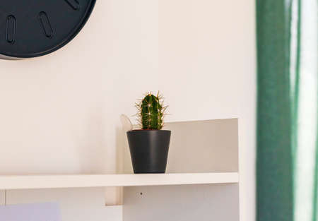 Close up shot of a cactus on a white shelfの写真素材