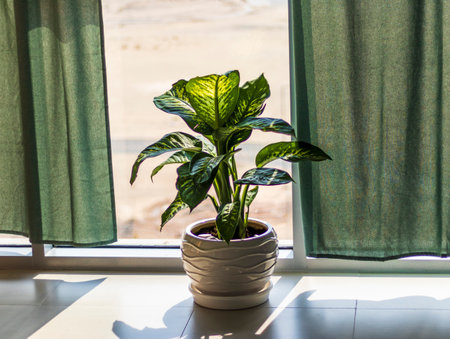 Shot of an indoor plant in the potの写真素材