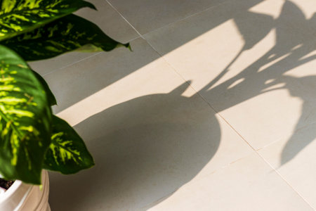 Shot of an indoor plant in the pot on the TV tableの写真素材
