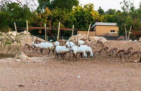 Shot of an arabian oryxes in the aviaryの写真素材