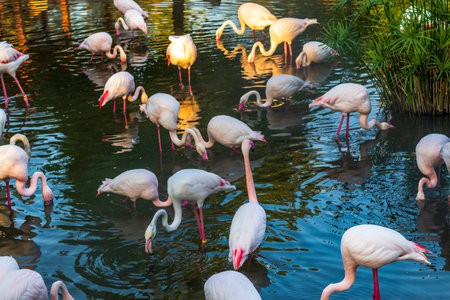 Shot of the flamingos in the pond