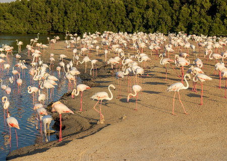 Shot of the flamingos in the pondの写真素材