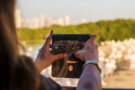 Woman taking a photo of of the flamingos in the pondの写真素材