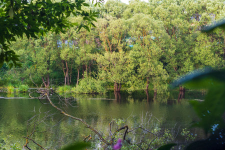 Landscape shot of the pondの写真素材