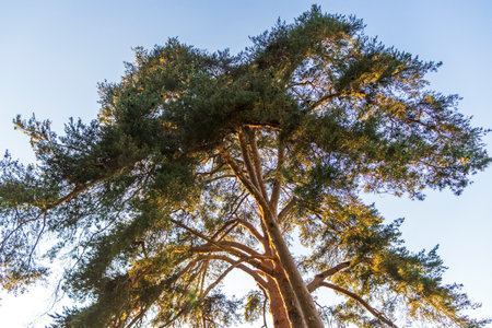 Shot of the big pine tree
