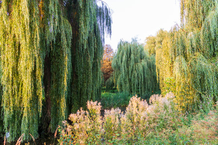 Landscape shot of the beautiful parkの写真素材